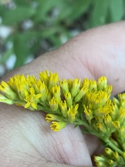 Solidago velutina sparsiflora