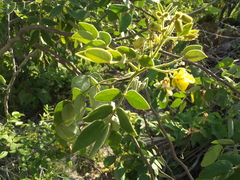 Senna villosa