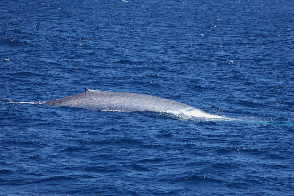 Blue whale surfacing in Australian waters