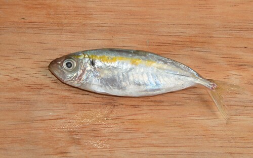Gold-banded scad (Selaroides leptolepis) — Carangidae — 3