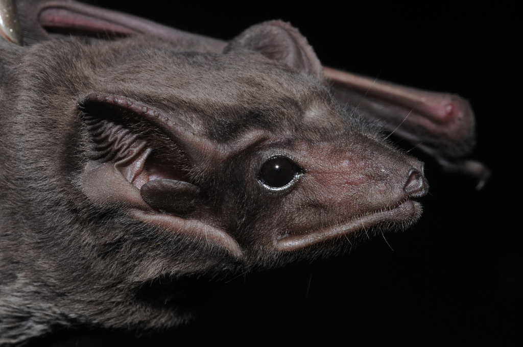 Theobald's Tomb Bat