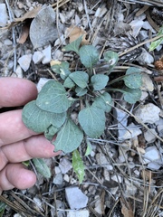 Viola charlestonensis