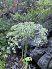 Angelica scabrida