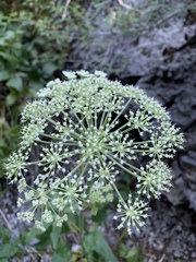 Angelica scabrida