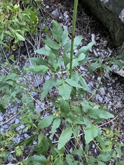 Angelica scabrida