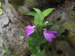 Justicia austrocapensis