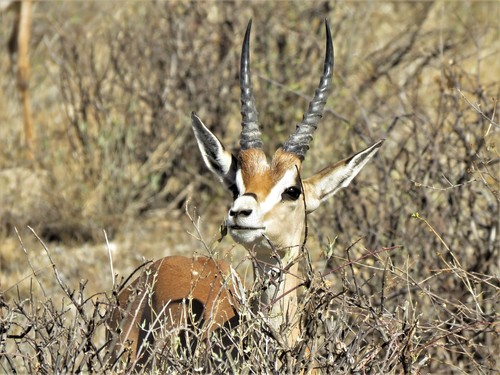 Bright's Gazelle