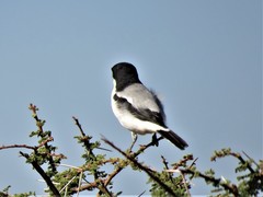 Lanius dorsalis
