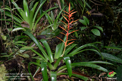 Vriesea zamorensis