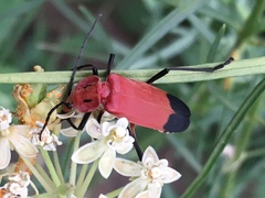Chauliognathus lecontei
