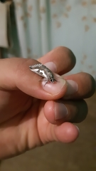 Euscirrhopterus poeyi