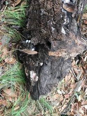 Ceriporia purpurea