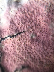 Ceriporia purpurea