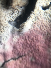 Ceriporia purpurea