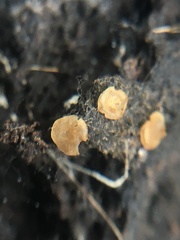 Orbiliomycetes