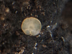 Orbiliomycetes