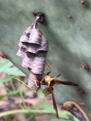 Mischocyttarus navajo