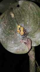 Pleurothallis cordata