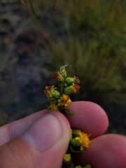 Solidago hispida hispida