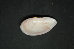 Psammotella bertini