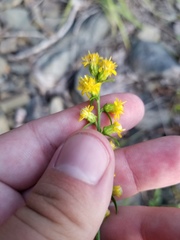 Solidago hispida hispida