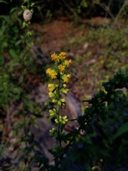 Solidago hispida hispida