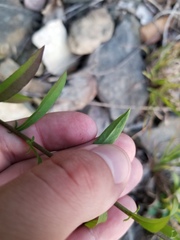 Solidago hispida hispida