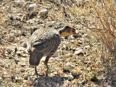 Pternistis leucoscepus