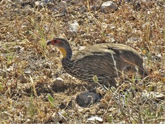Pternistis leucoscepus