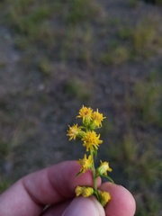 Solidago hispida hispida