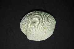 Periglypta multicostata