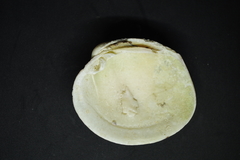 Periglypta multicostata