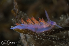 Coryphellina poenicia