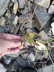 Solidago hispida hispida