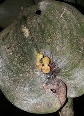 Pleurothallis cordata