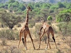 Giraffa camelopardalis reticulata