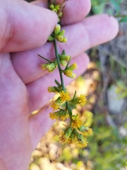 Solidago hispida hispida