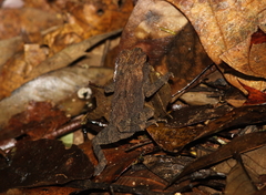 Ingerophrynus parvus