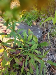Solidago hispida hispida