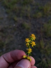 Solidago hispida hispida