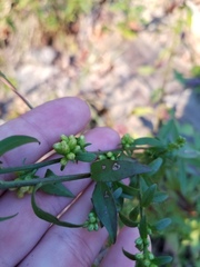 Solidago hispida hispida