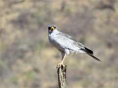 Melierax poliopterus