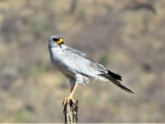 Melierax poliopterus