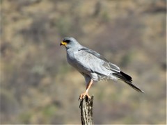 Melierax poliopterus