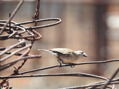 Aphelocephala leucopsis