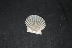 Leptopecten tumbezensis
