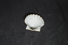 Leptopecten tumbezensis