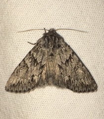 Andropolia contacta