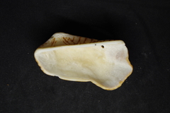 Arca pacifica