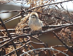 Aphelocephala leucopsis